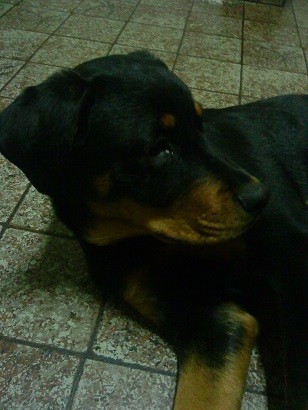 här är Rambo 1 år