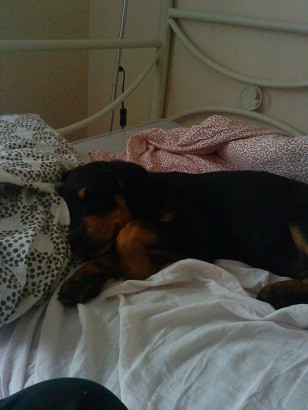 det här är lille Rambo när han var 13 veckor gammal